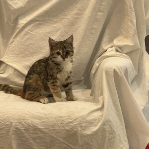 افتو گربه ۳ ماهه ماده امداد شده