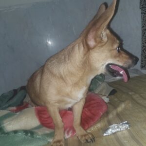 واگذاری سگ ماده