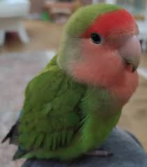 طوطی برزیلی