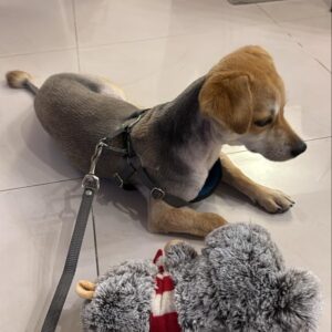 پیکو(پسرکوچولوی دوست داشتنی)