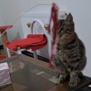 آقا فلفل درمعرض سرما