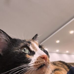 واگذاری جینگل DSH