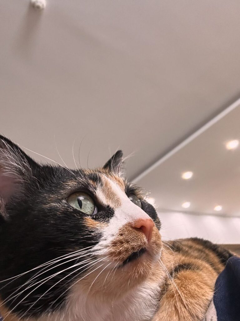 واگذاری جینگل DSH