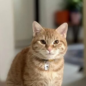 واگذاری گربه میکس dsh و بریتیش