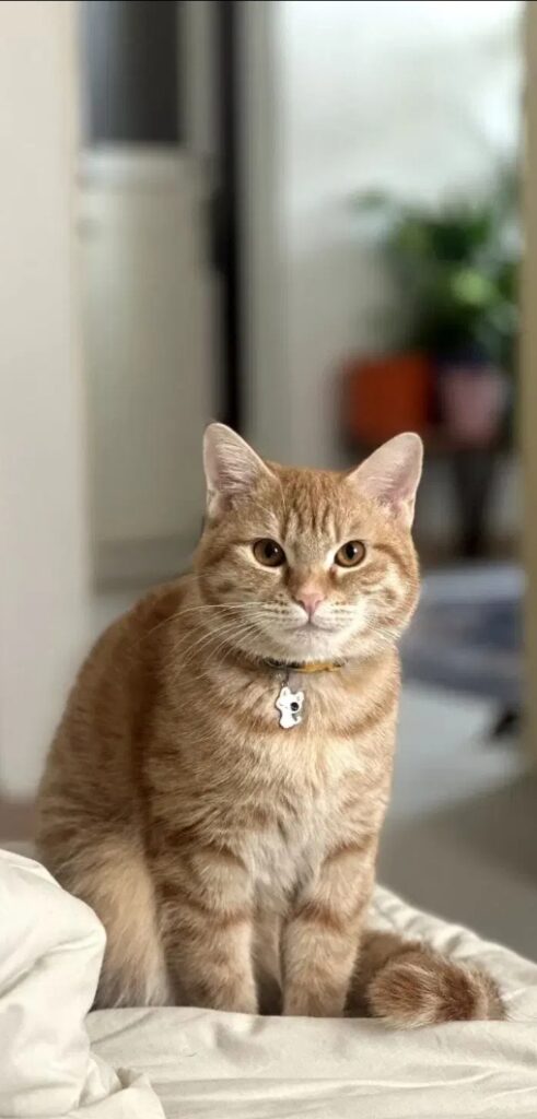 واگذاری گربه میکس dsh و بریتیش