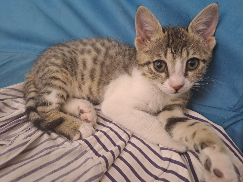 واگذاری بچه گربه ماده