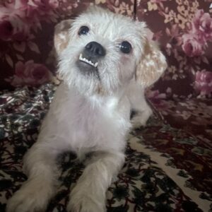 سگ مینیاتوری میکس پیت بول شیتزو(واگذاری)