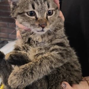 پسر مهربون و آروم ۲/۵ تا ۳ ماهه