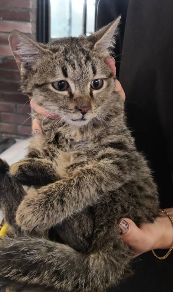 پسر مهربون و آروم ۲/۵ تا ۳ ماهه