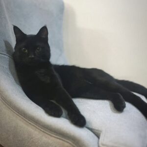 آقا پسر وزه