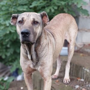 سگ سرابی مهربون ، واگذاری به خانواده فقط در گیلان