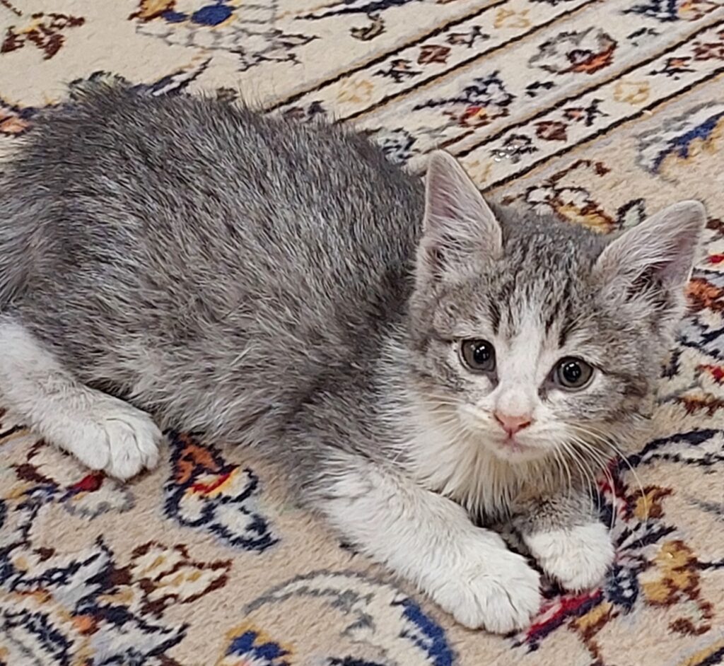 بچه گربه حمایتی که مامانشو از دست داده نر یکماهه