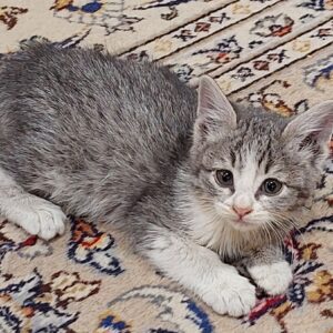 بچه گربه حمایتی که مامانشو از دست داده نر یکماهه