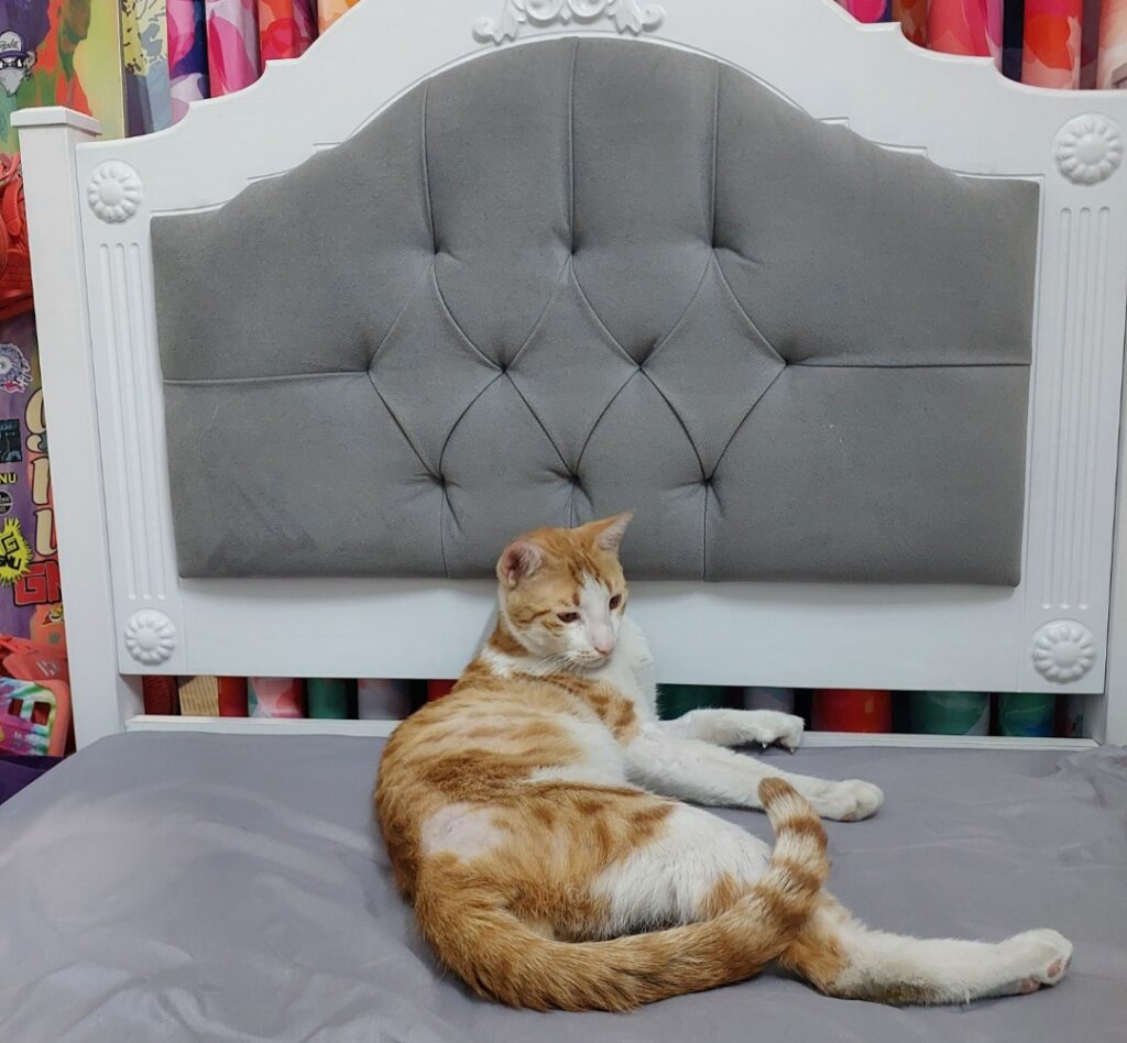 گربه نر dsh ۱ساله نارنجی