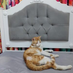 گربه نر dsh ۱ساله نارنجی