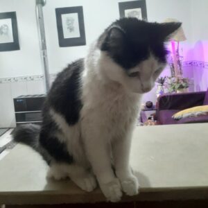 هانا خانم یه گربه مهربون و پر انرژی