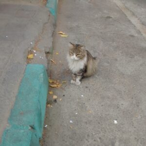 گربه خیابانی مشکوک به اف‌آی‌پی