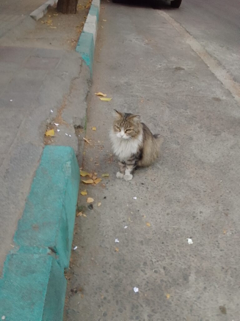 گربه خیابانی مشکوک به اف‌آی‌پی