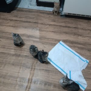 واگذاری ۳ عدد بچه گربه ماده DSH