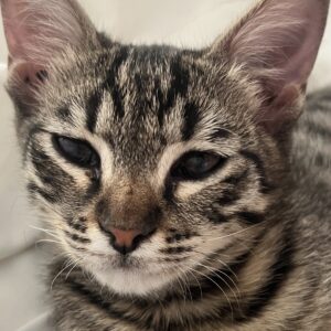 میشا هستم پسر۵ماهه