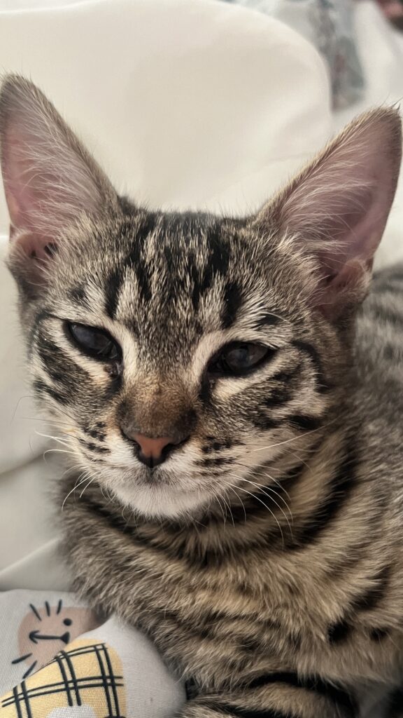 میشا هستم پسر۵ماهه