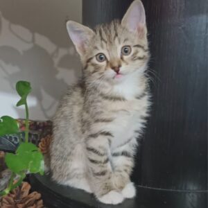 یه پیشی داریم شاه نداره