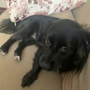 سگ عقیم شده نر ۱۱ ماهه اشپیتس مشکی