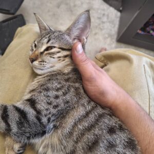 واگداری گربه