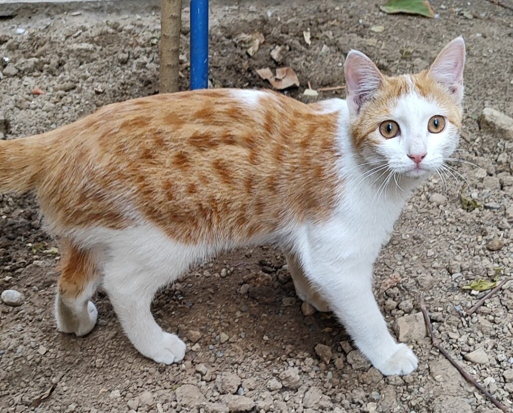 واگذاری بچه گربه