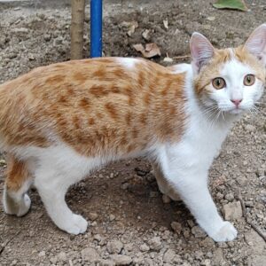 واگذاری بچه گربه