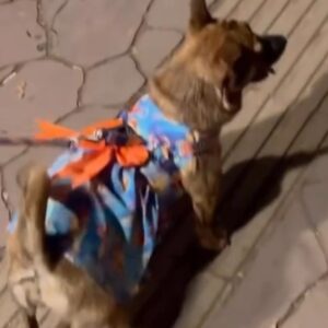 واگذاری شیواوا عقیم ماده