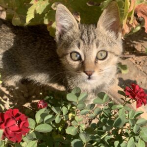 بچه گربه پسر ۳ ماهه