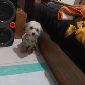 واگزاری رایگان سگ شیتزو