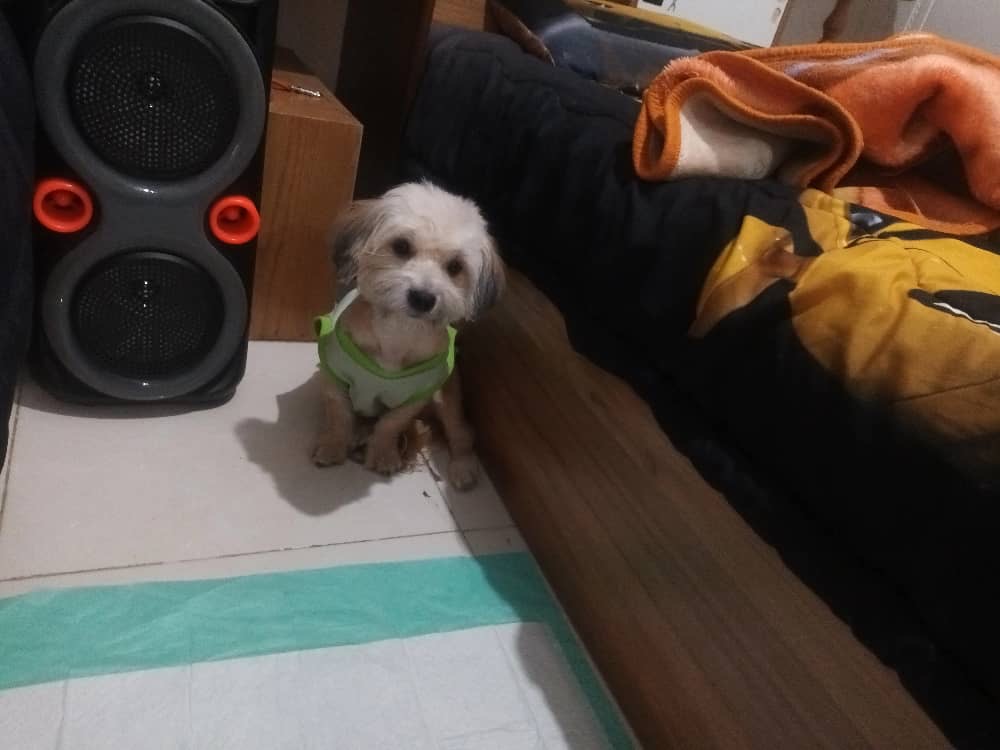 واگزاری رایگان سگ شیتزو