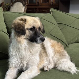 سگ ماده ۷ ماهه