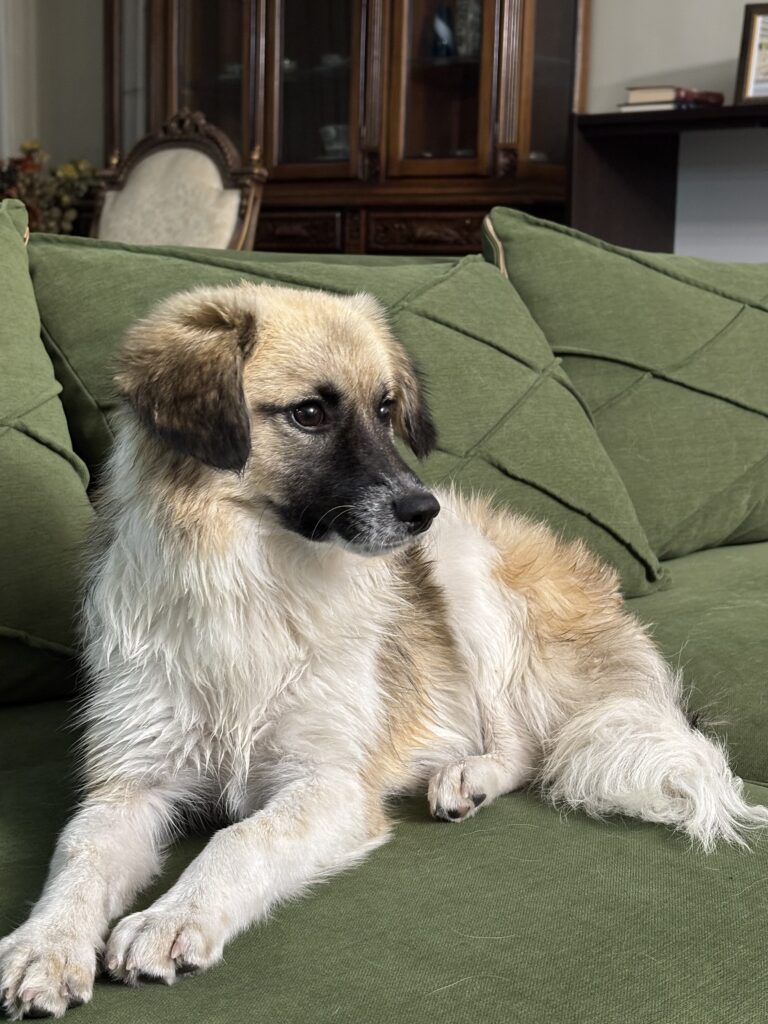 سگ ماده ۷ ماهه