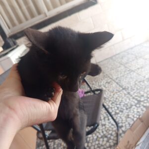 بچه گربه خالص مشکی واگذاری رایگان