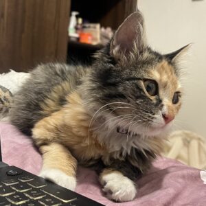 واگذاری بچه گربه مو بلند