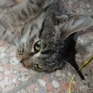 گربه واگذاری