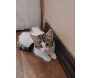 بچه گربه نر دوماهه فقط انگل تراپی شده