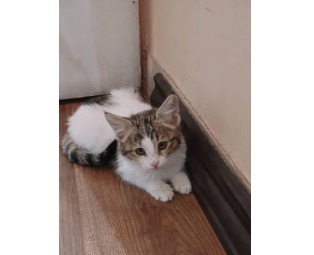 بچه گربه نر دوماهه فقط انگل تراپی شده