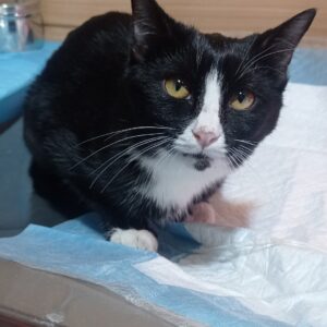 بچه گربه تاکسیدو