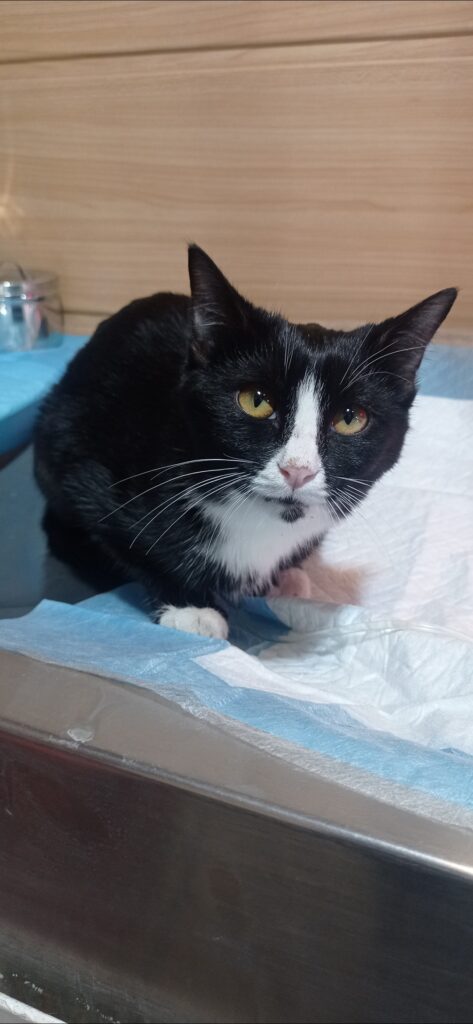 بچه گربه تاکسیدو