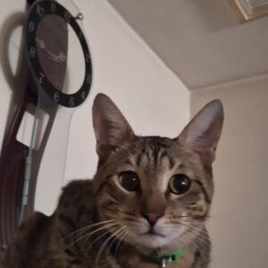 گربه نر گمشده