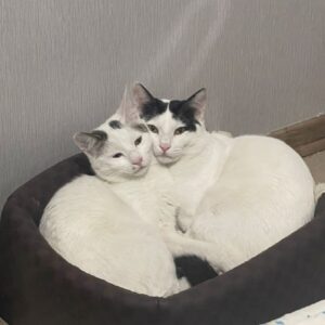 واگذاری دو گربه