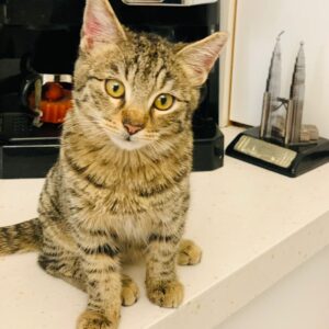 آرتا پسر ۳ماهه تو خونا بدنیا اومده بعلی ومهربون