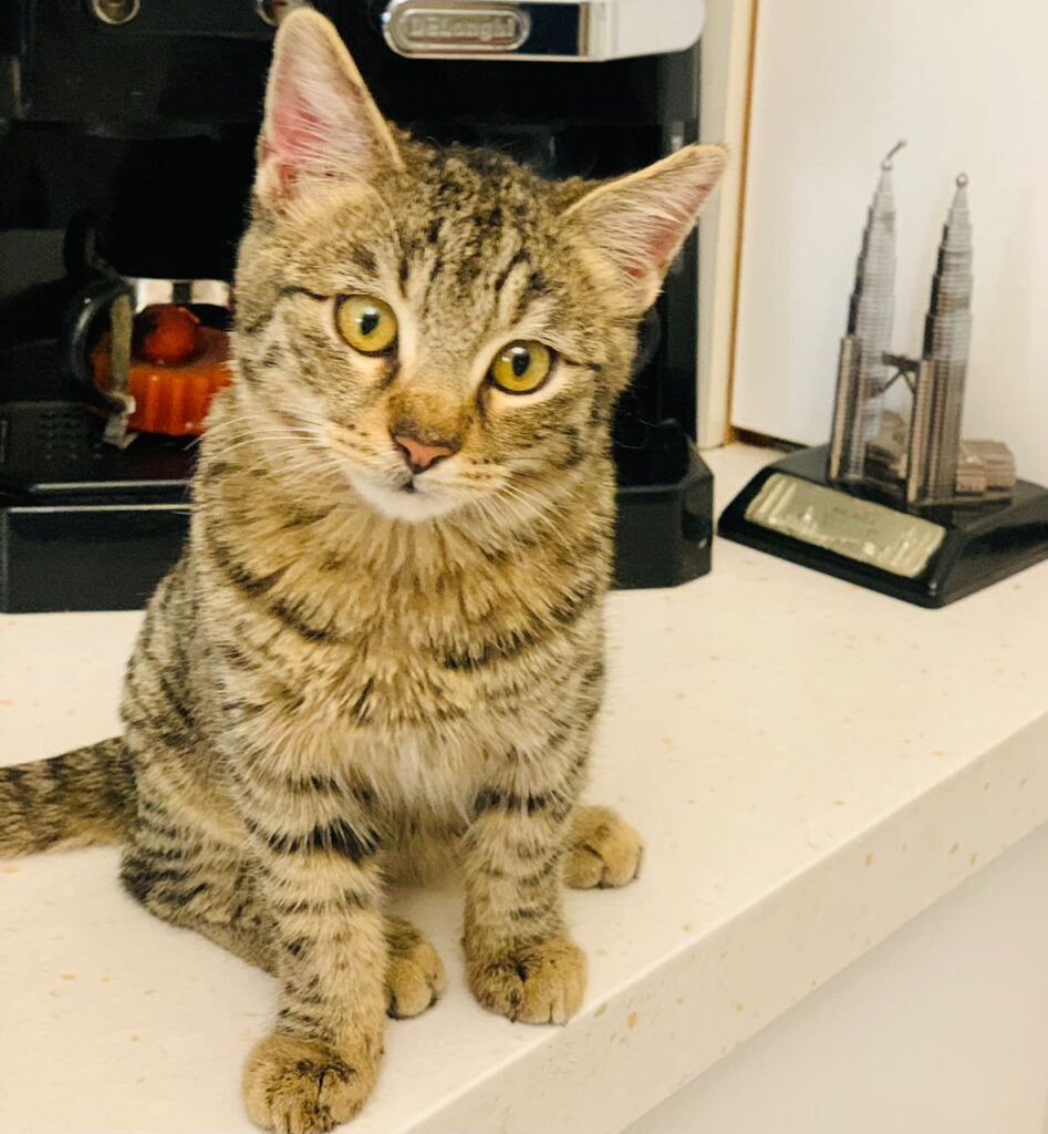 آرتا پسر ۳ماهه تو خونا بدنیا اومده بعلی ومهربون