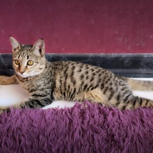 گربه مهربون که خیلی نیاز به خانواده داره