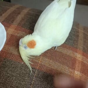 عروس هلندی گم شده