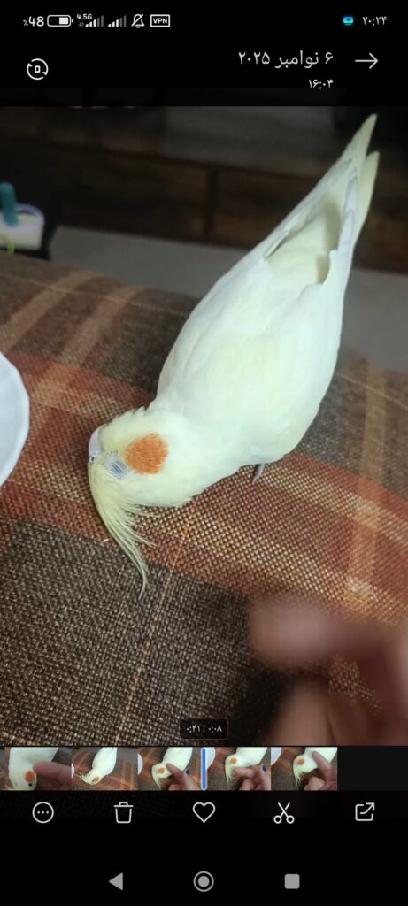 عروس هلندی گم شده